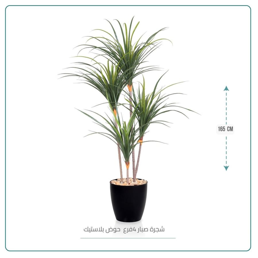 شجرة صبار 4 فروع ارتفاع 165 سم