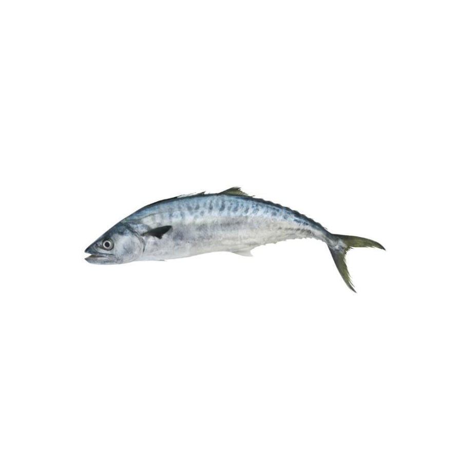 كنعد طازج