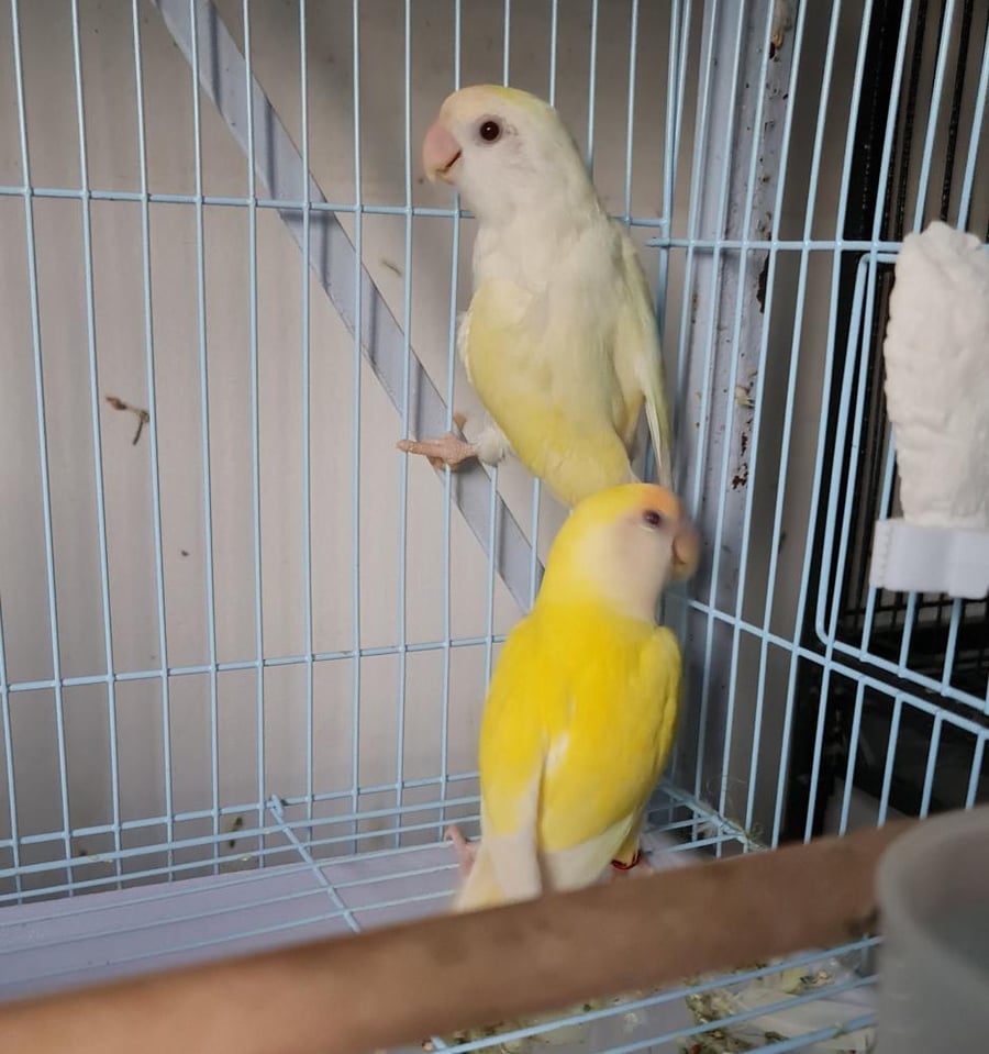 زوج روز منتج لاتينو وإينو