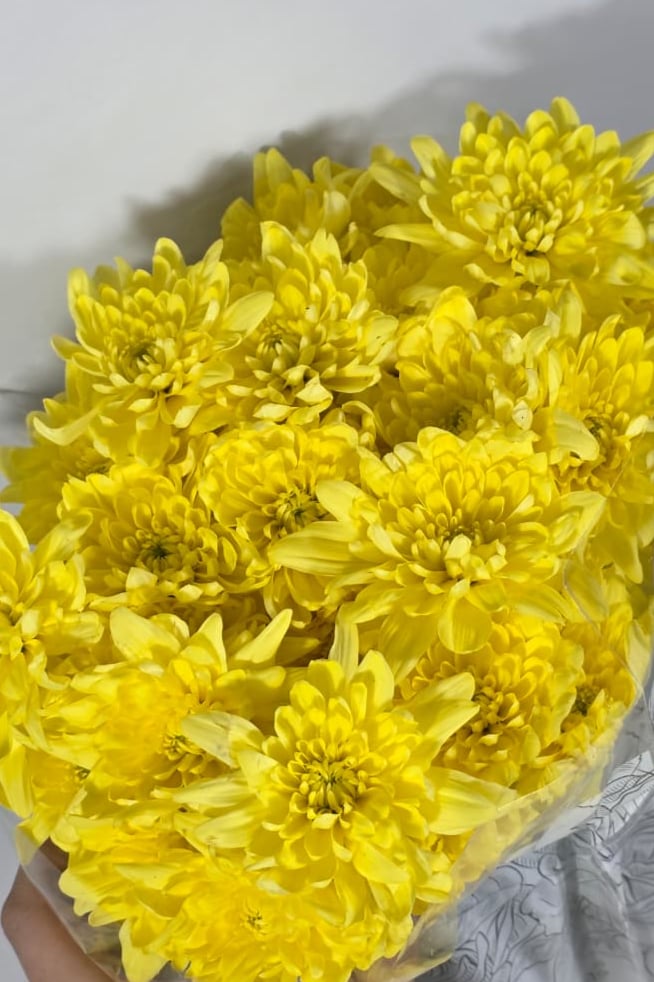 شده  كريز اصفر مقاس 60