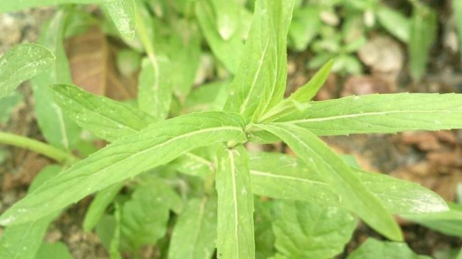 حبق