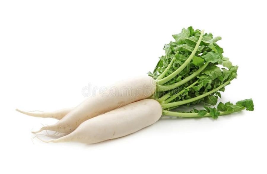 فجل أبيض