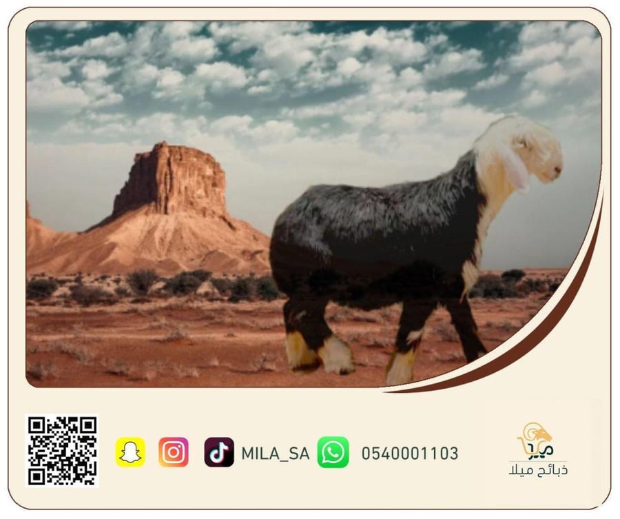 خروف نجدي وسط عمر 5 اشهر