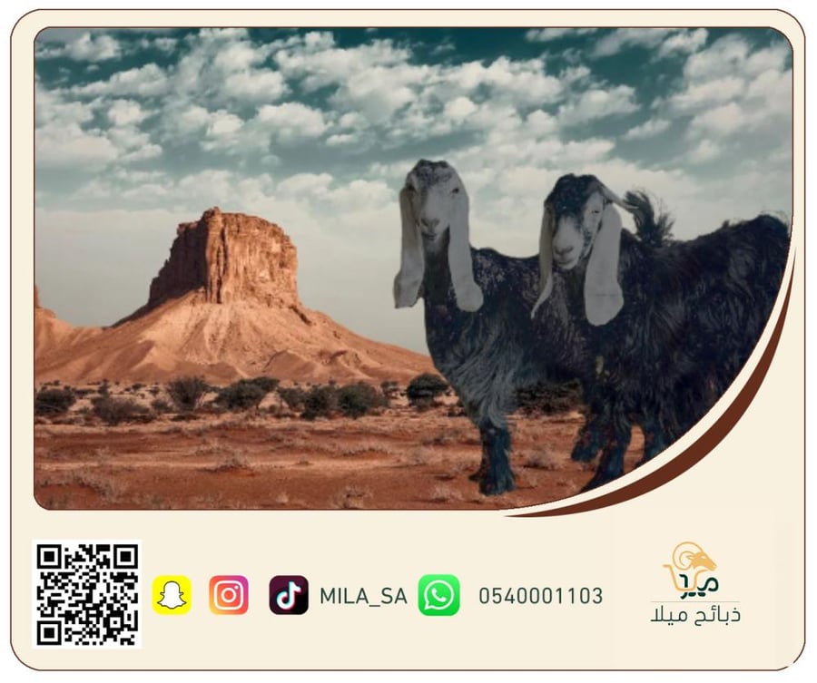 تيس عارضي فاخر 5 أشهر