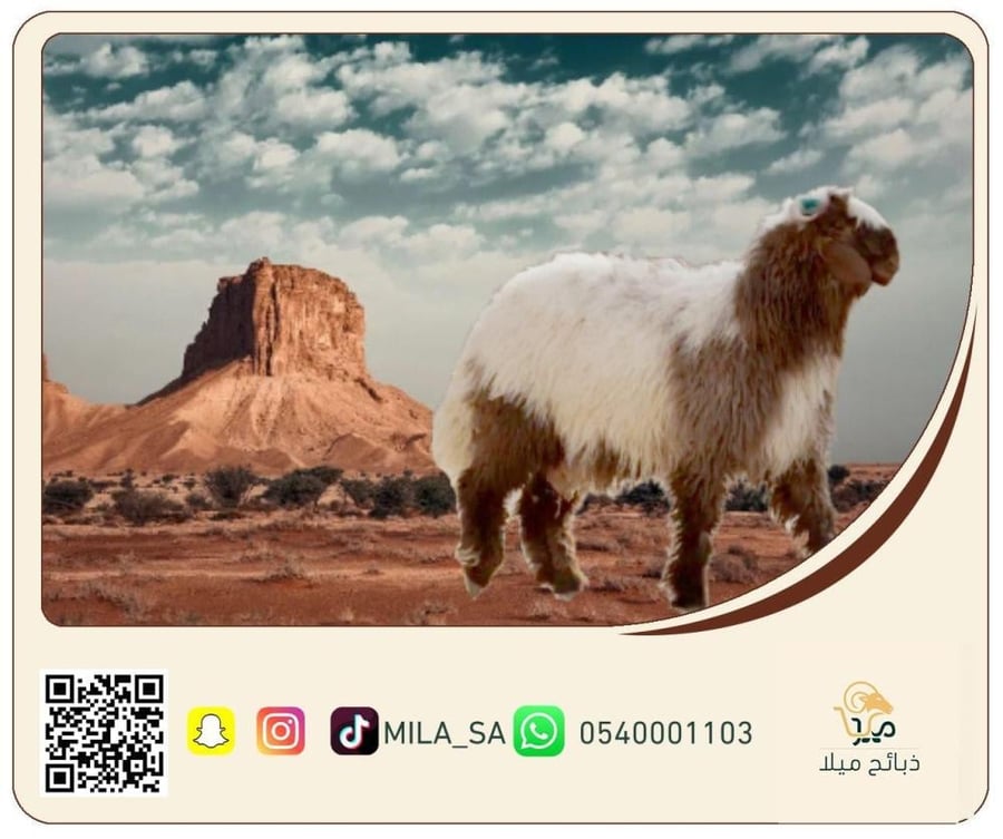 خروف حري وسط