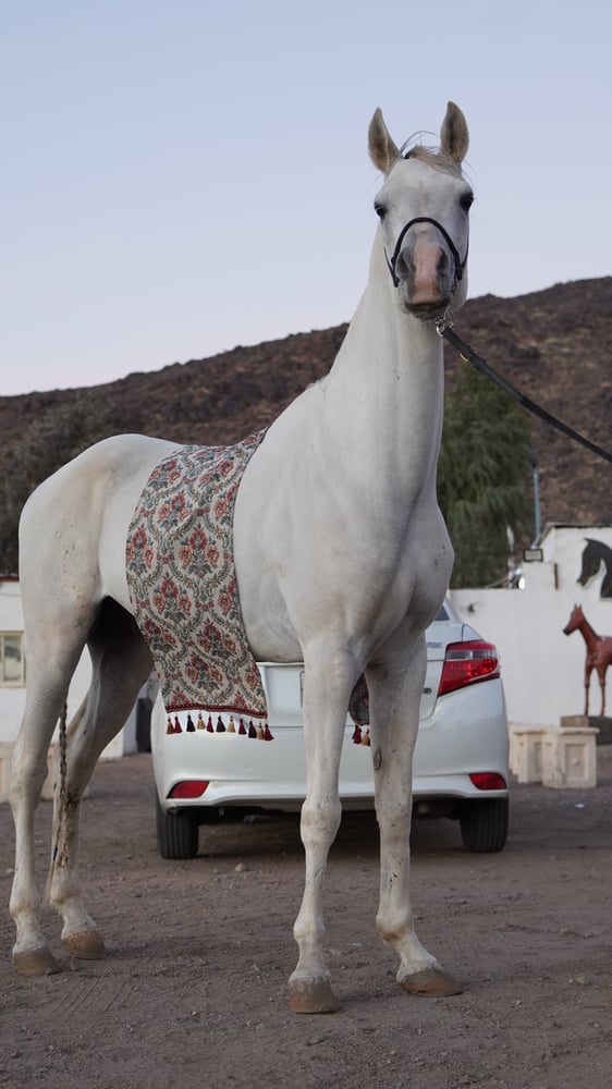 وشاح مورّد