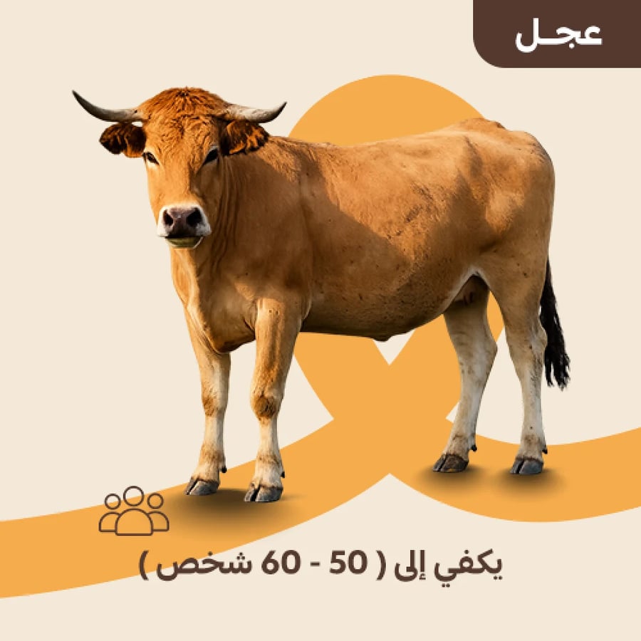 عجل متجر أضحية افريقيا