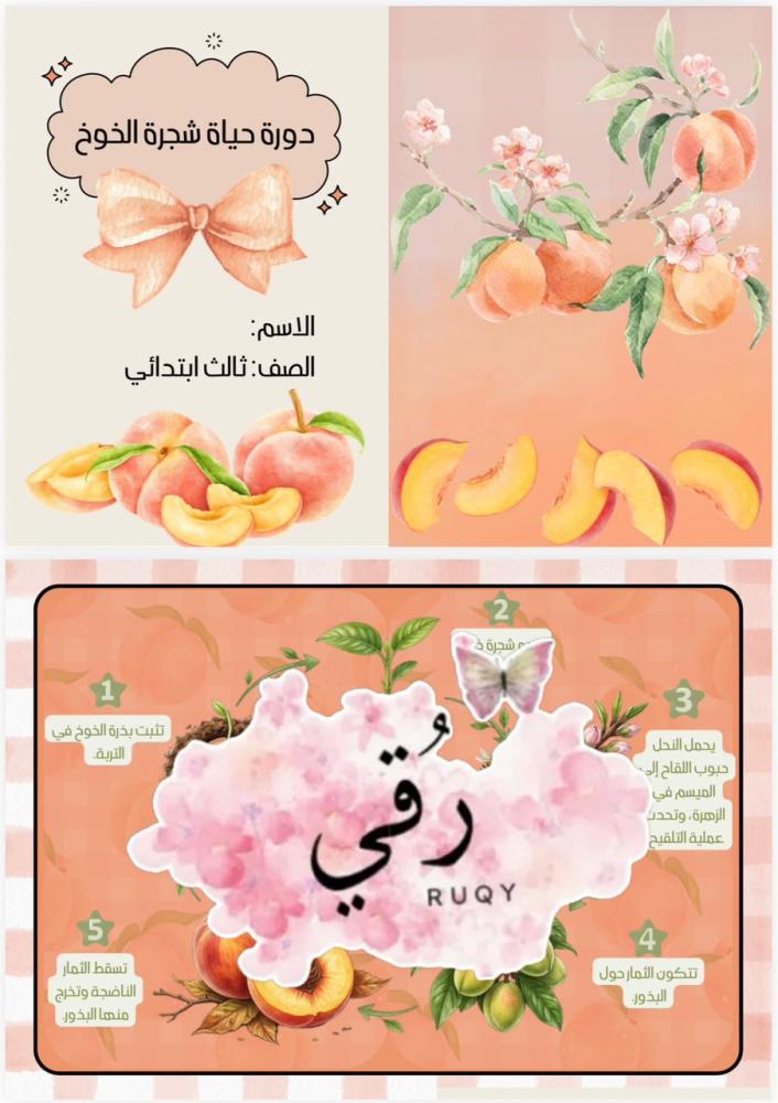 مطويه علوم الصف ثالث ( دوره حياة شجرة الخوخ)