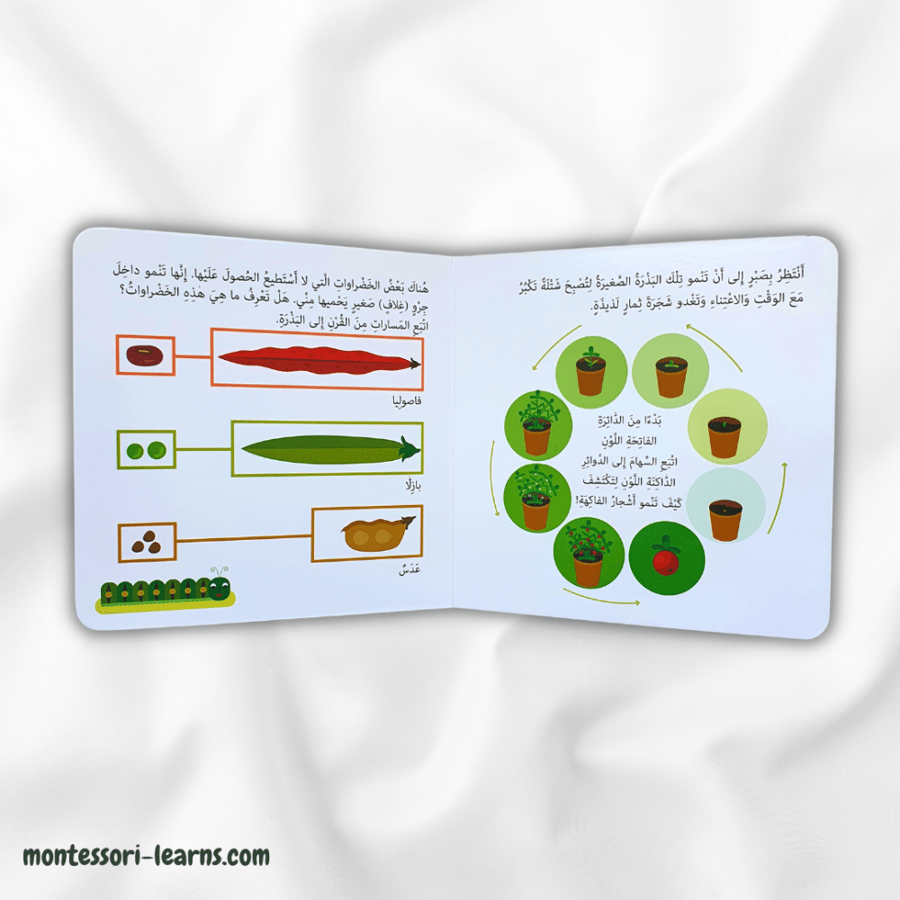 كتابي الأول حديقة الخضروات