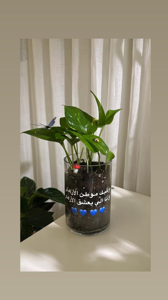 بوتس قلبك موطن الازهار