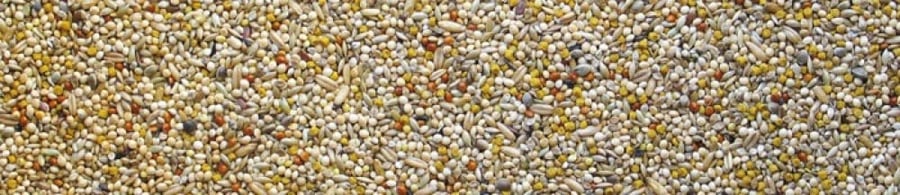 مانيتوبا اكل الزيبرا خليط مشكل من البذور Manitoba Exotic Best Premium