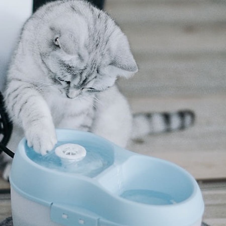قرص نافورة Cat H2O للعناية بنظافة أسنان القطط Dental Care By Cat H2O
