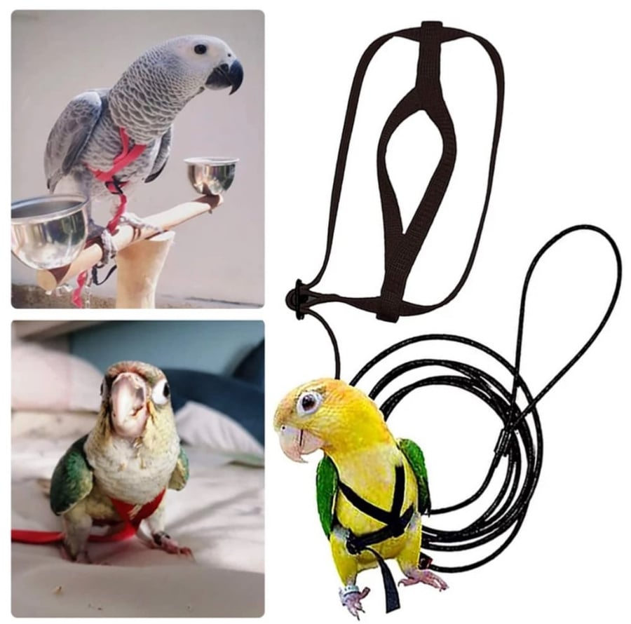 سلسلة ببغاء حبل هارنس مشد وطوق طيور Parrot Harness - متجر قطتي الجميلة