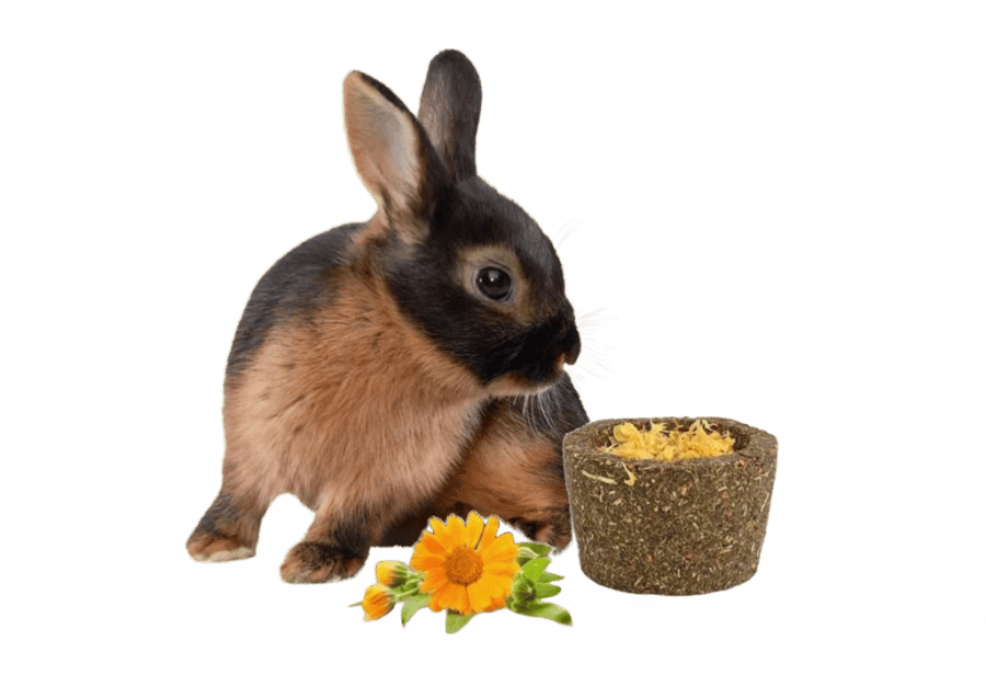 ليتل ون مكافآت ارانب وهامستر وعاء البرسيم  Little One treat-toy Flower