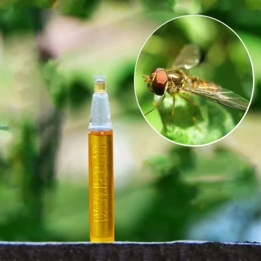 Fruit fly trap 5 pieces