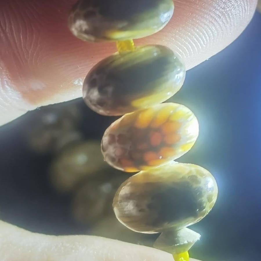خشب الحية