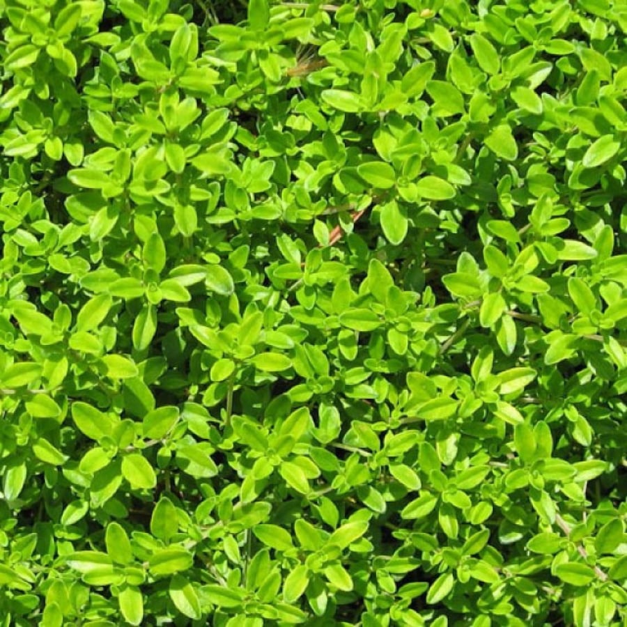 زعتر