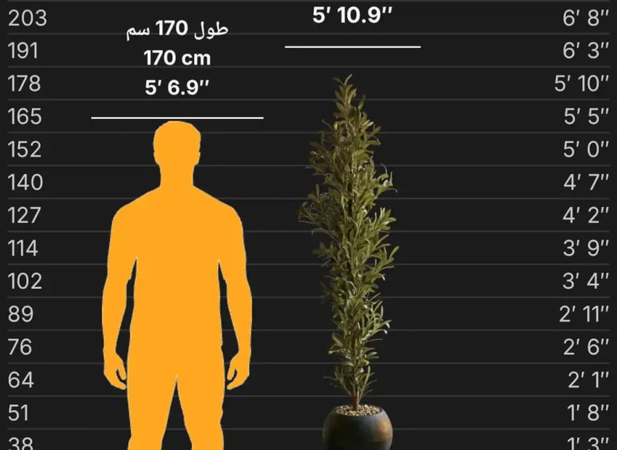 شجرة زيتون صناعية جذع طبيعي