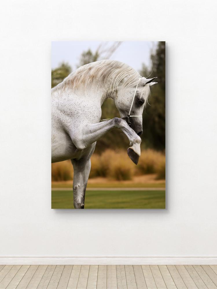 A wall art painting of the beautiful horse “Ajmal Talal.”
