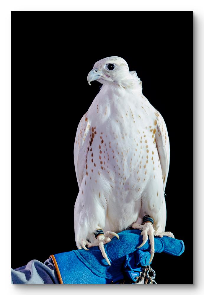 Wall art painting of a pure Gyr falcon
