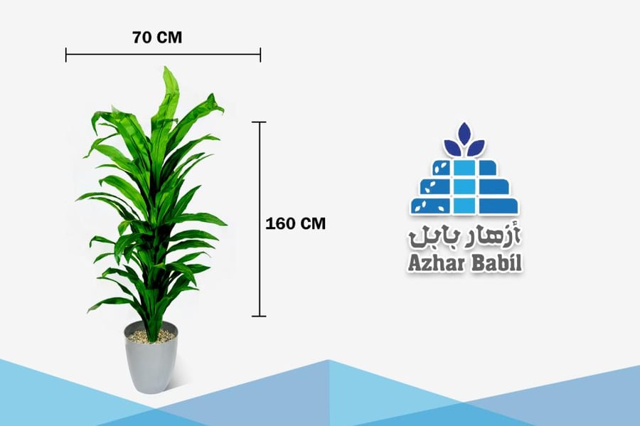 نبات الدراسينا (نبات الذرة) الاصطناعي الطويل (أزهار بابل)