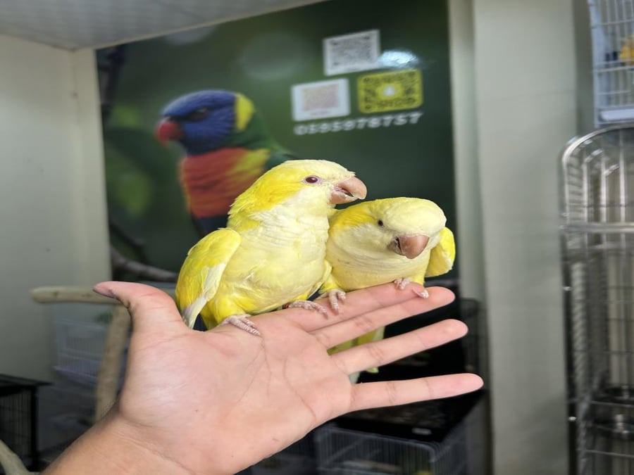 كويكر لاتينو اليف وهدد