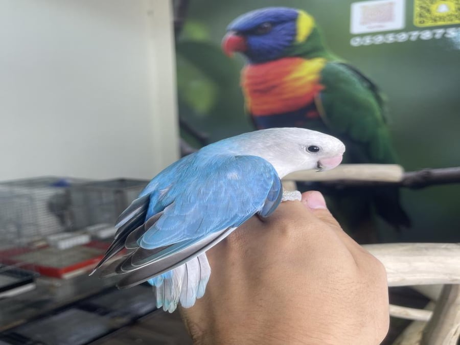 روز اليف