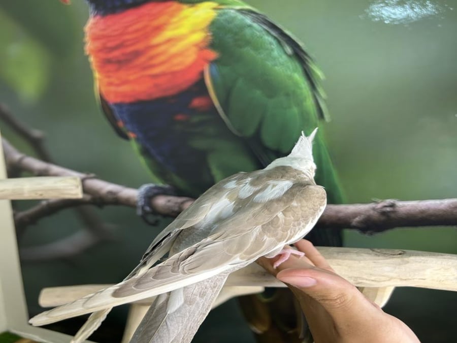كروان هولندي اليف وهدد