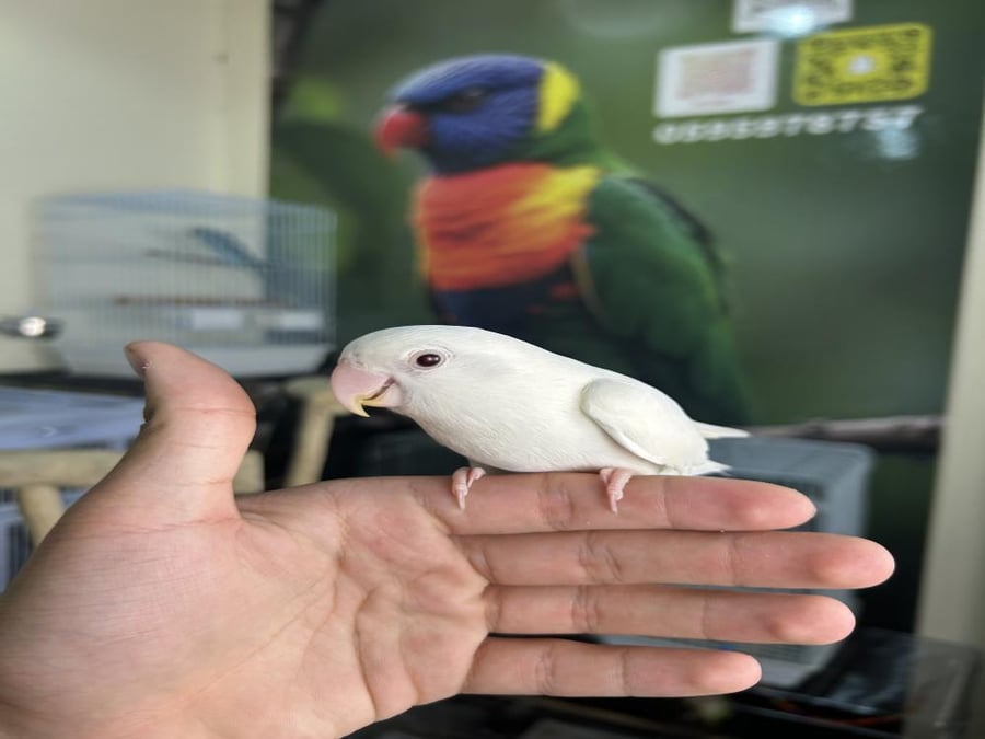 روز اليف وهدد