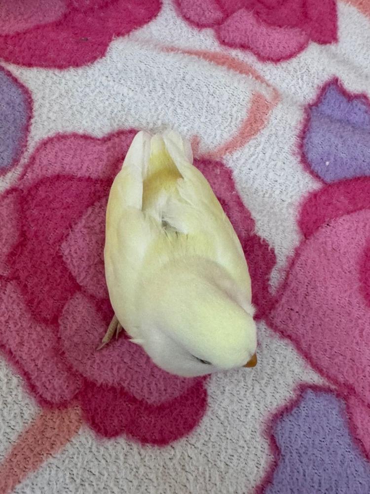 روز اليف لون اينو