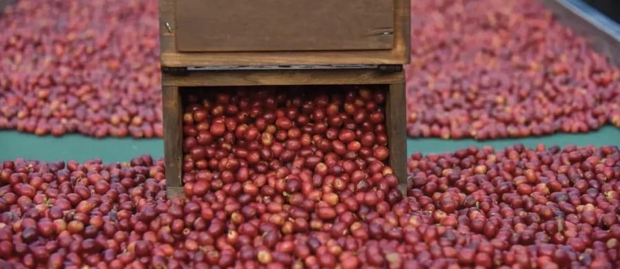 MASSAR R4 - YEMEN (Green Beans - حبوب خضراء)