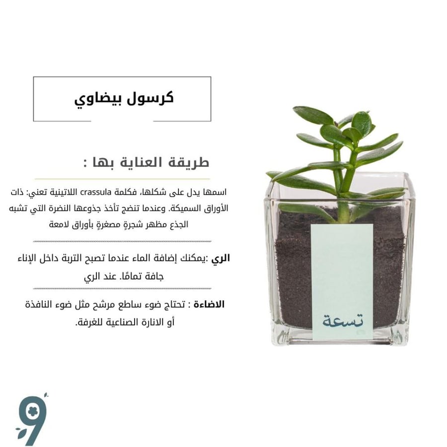 كرسول بيضاوي
