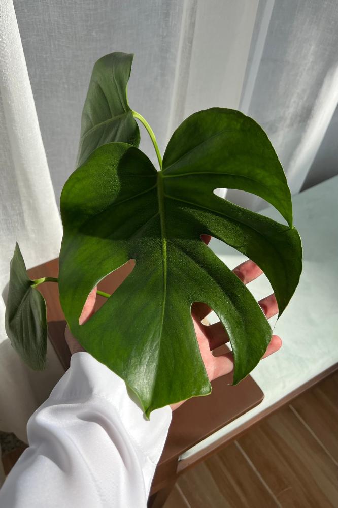 Monstera (the chest cage)