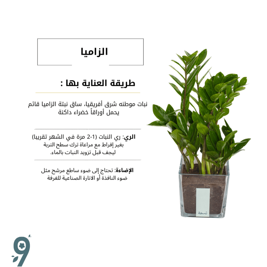 زاميا