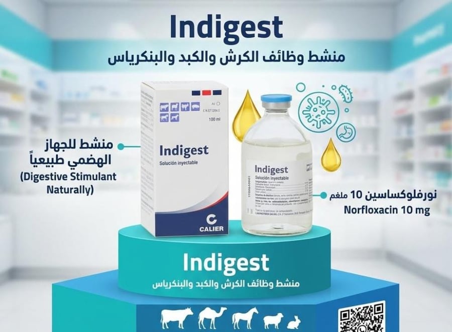 INDIGEST اندايجست