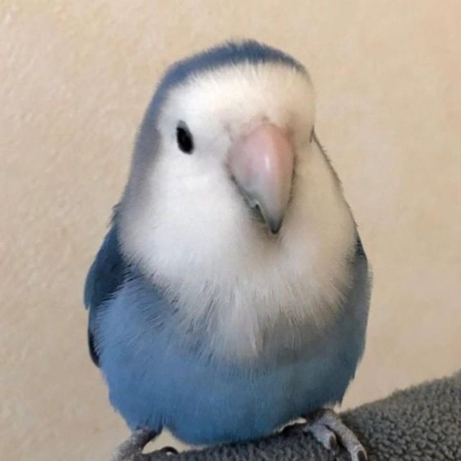 bird keychain
