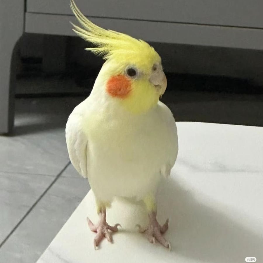 bird keychain