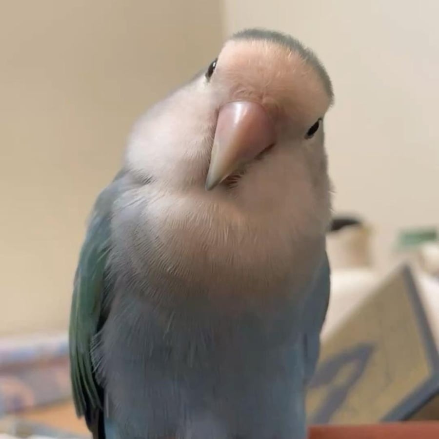 bird keychain