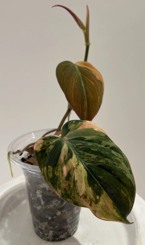 فيلوديندرون مايكنز مبرقشة Micans Variegated