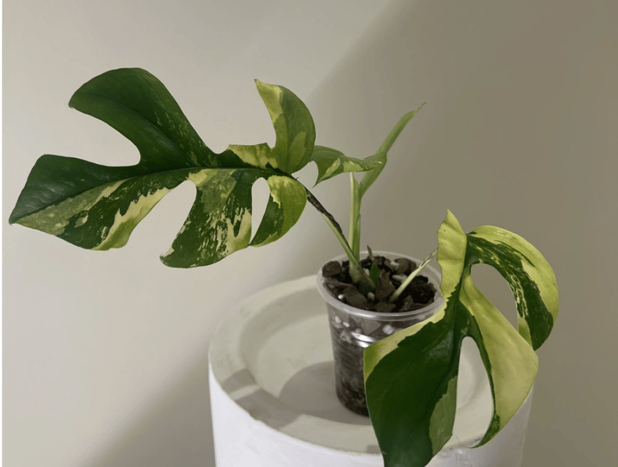مونستيرا مينما مبرقشة Monstera Minima Variegated