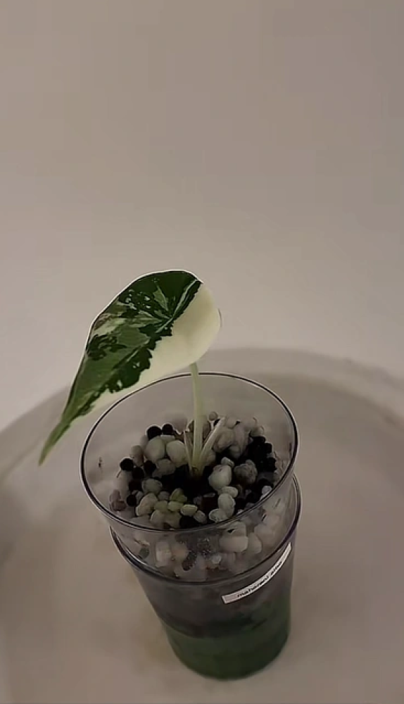 ألوكاسيا مهراني البو  Alocasia Maharani Albo Variegated
