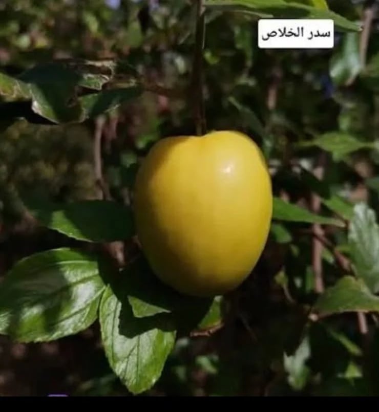 سدر الخلاص السكري