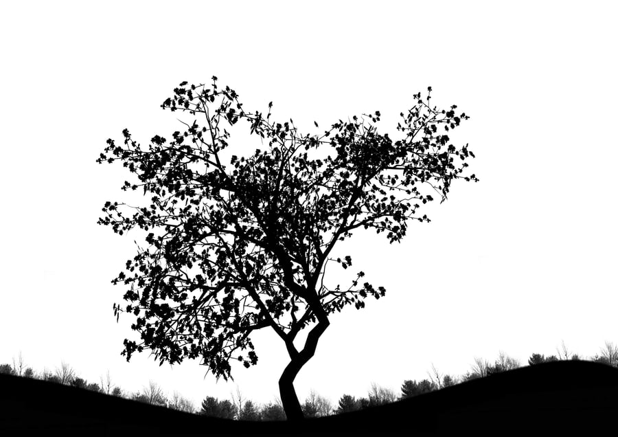 Canvas print of a minimal tree in black and white colors upon request