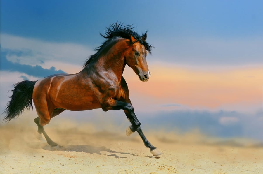 لوحة كانفاس حصان بني يجري في الصحراء بتصميم واقعي مودرن
