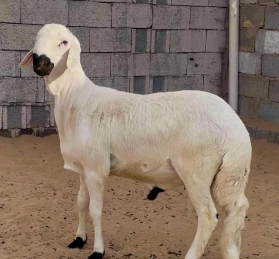 سواكني ابيض ( صغير )