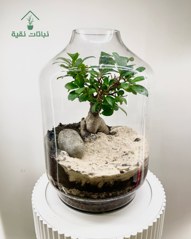 نبتة في زجاجة