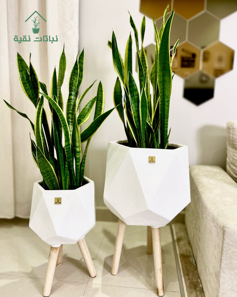 نبات جلد النمر