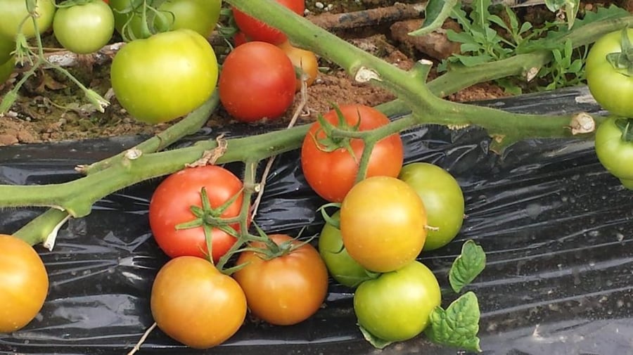 طماطم البديعة هجين ف1 (1000بذرة)
