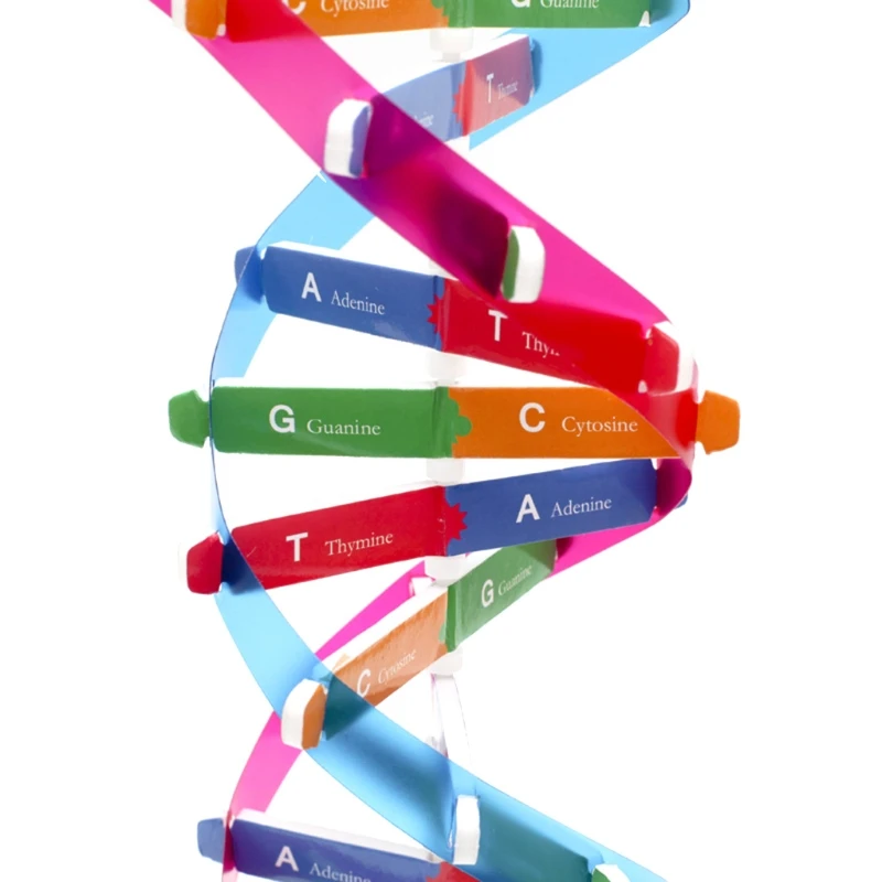نموذج الحمض النووي DNA