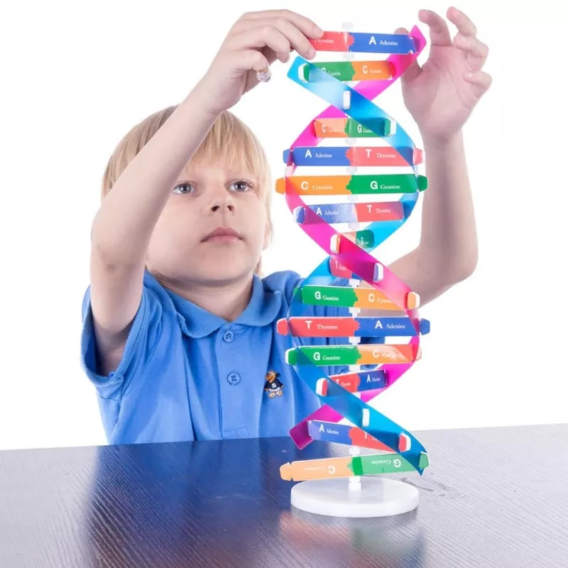 نموذج الحمض النووي DNA